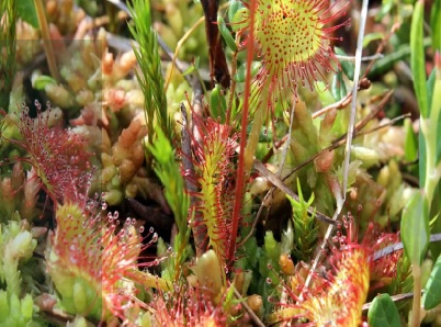 Tarnovul Mare, Poiana Stampei