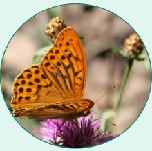 Tarnovul Mare, Poiana Stampei